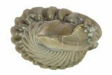 Wide, Enrolled Flexicalymene Trilobite - Indiana #287256-2